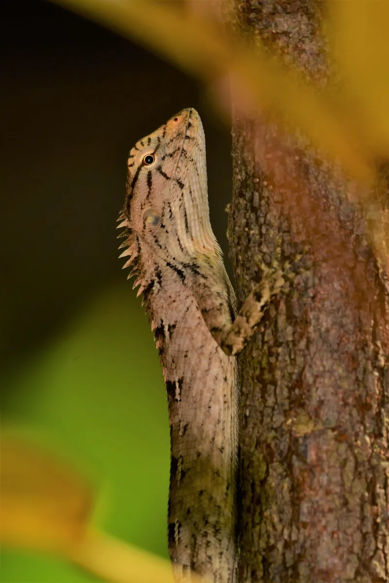 Lézard sauvage dans son habitat — photographie d’Yvon JACQUES