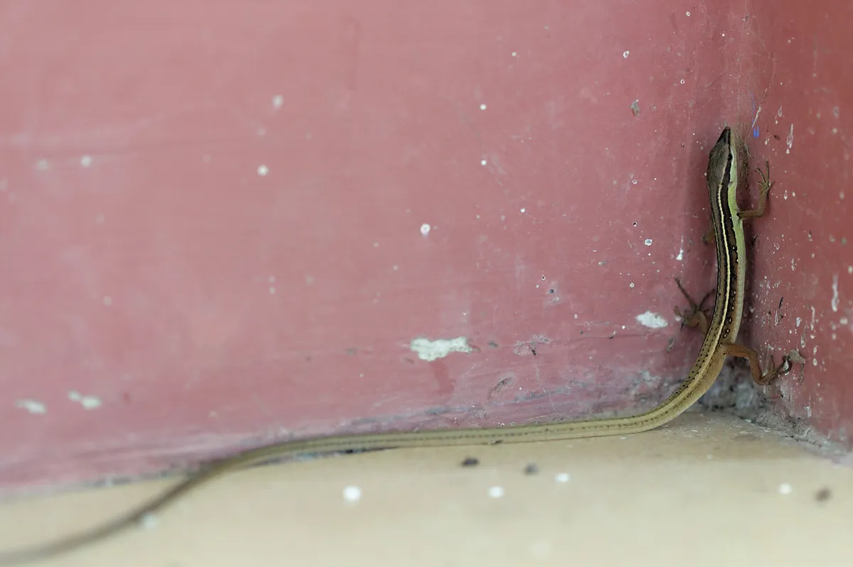 Lézard sauvage dans son habitat — photographie d’Yvon JACQUES