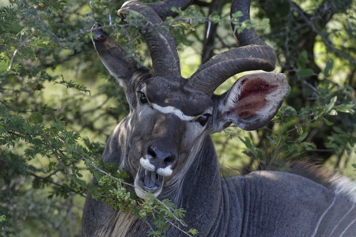 Faune, paysage ou rencontre en Afrique du Sud — photographie d’Yvon JACQUES