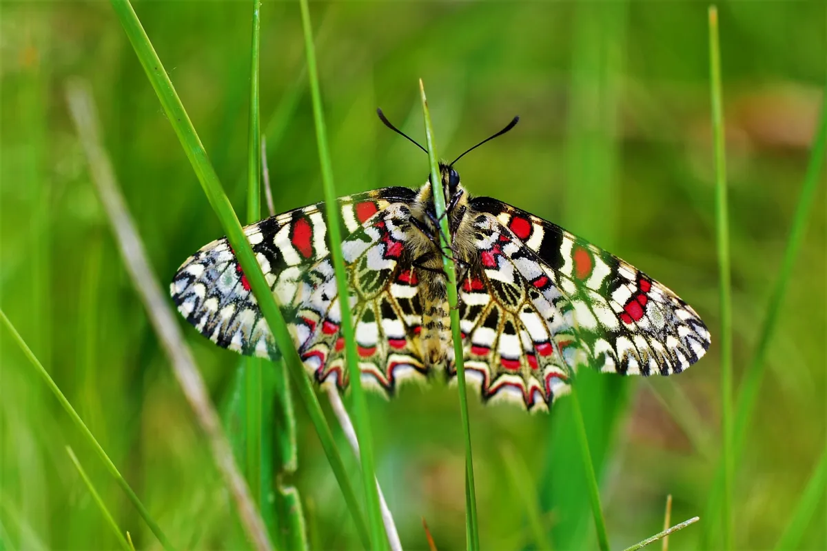 Papillon sauvage posé sur la végétation — photographie d’Yvon JACQUES
