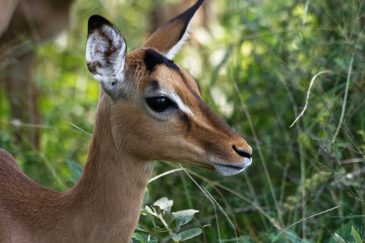 Faune, paysage ou rencontre en Afrique du Sud — photographie d’Yvon JACQUES