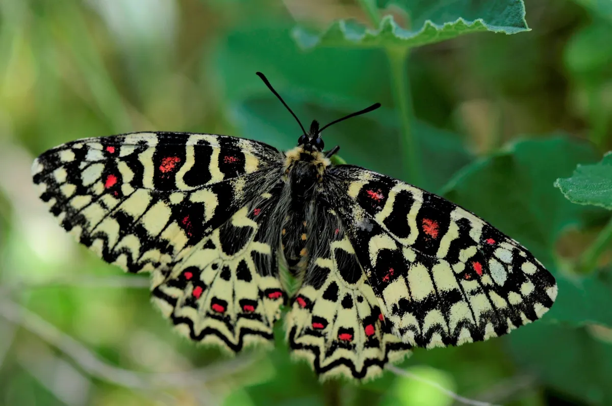 Papillon sauvage posé sur la végétation — photographie d’Yvon JACQUES