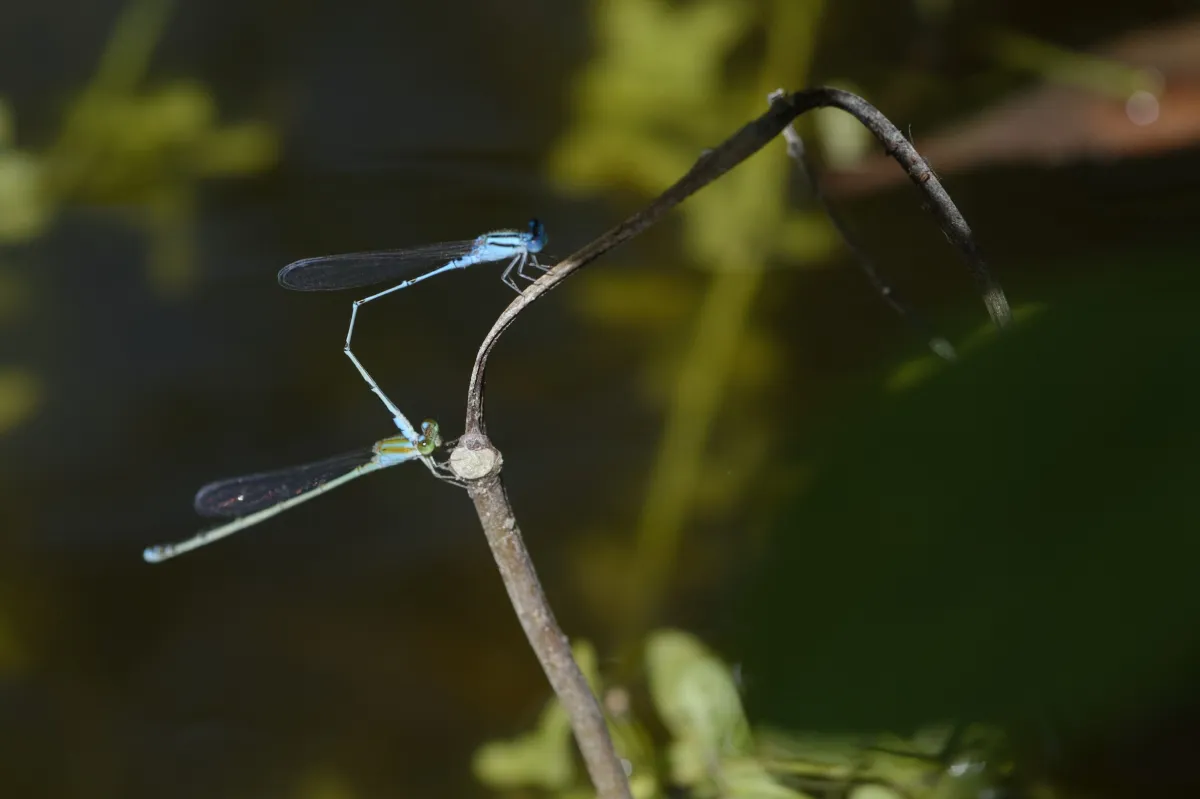 Libellule du Vietnam dans un milieu tropical — photographie d’Yvon JACQUES