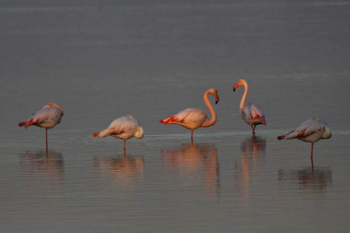 Flamant rose dans la lumière de Camargue — photographie d’Yvon JACQUES