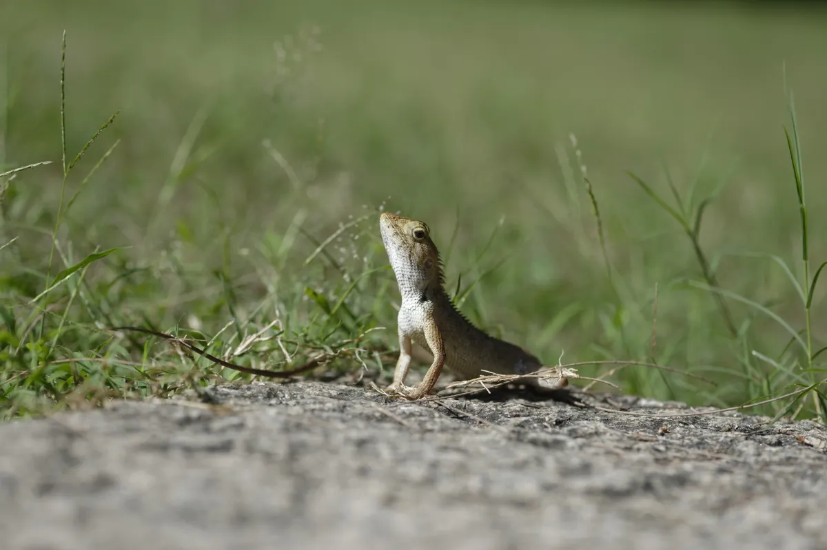 Lézard sauvage dans son habitat — photographie d’Yvon JACQUES