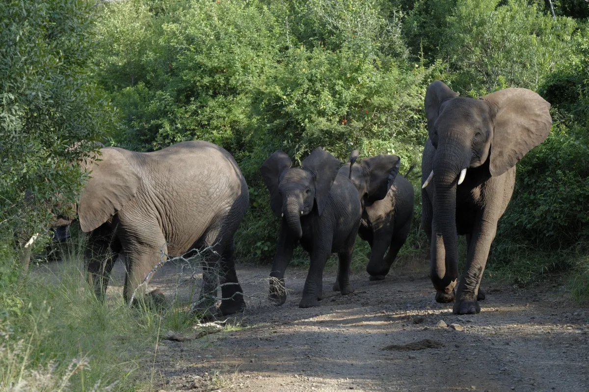 Faune, paysage ou rencontre en Afrique du Sud — photographie d’Yvon JACQUES
