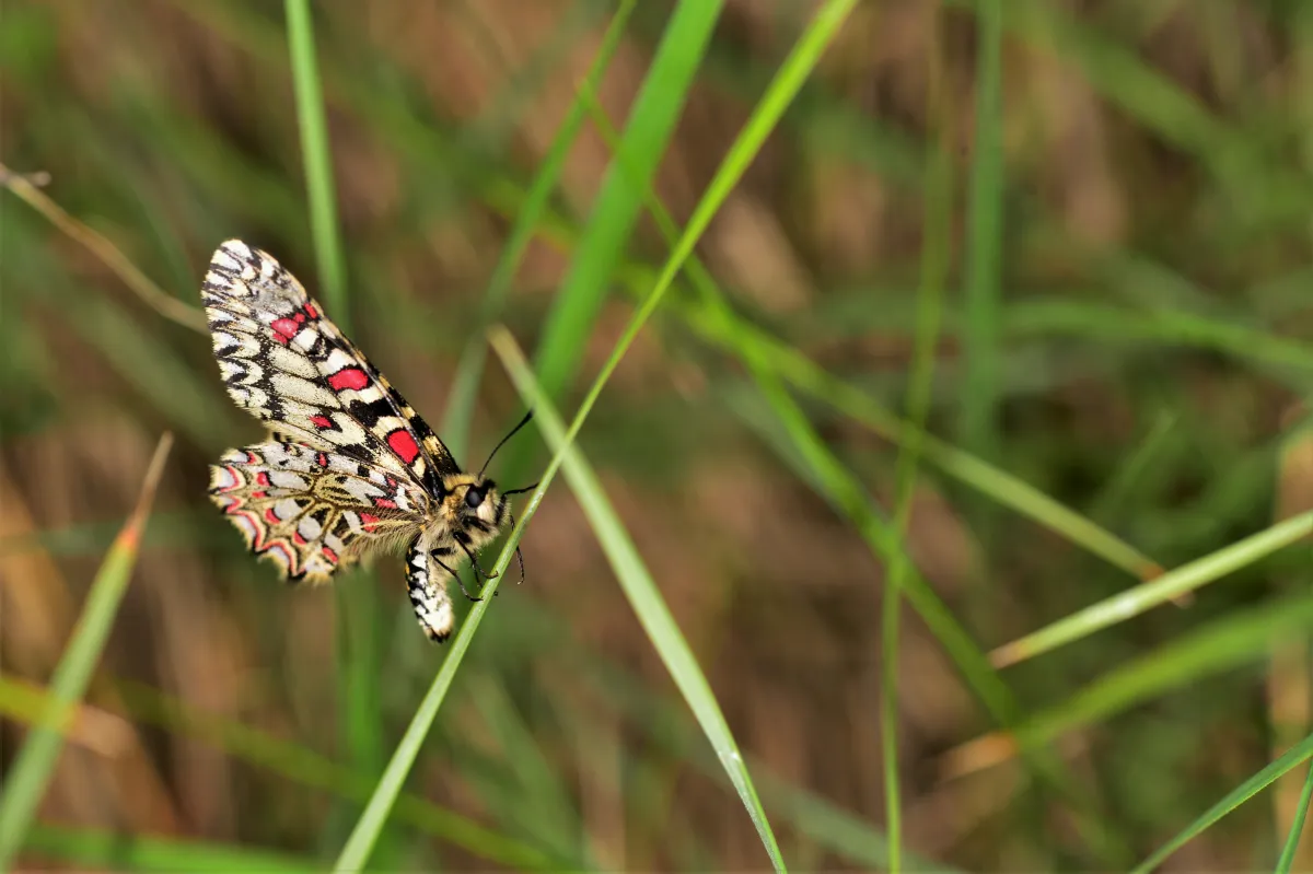 Papillon sauvage posé sur la végétation — photographie d’Yvon JACQUES