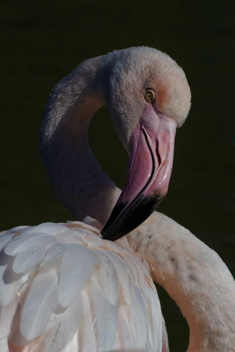 Flamant rose dans la lumière de Camargue — photographie d’Yvon JACQUES