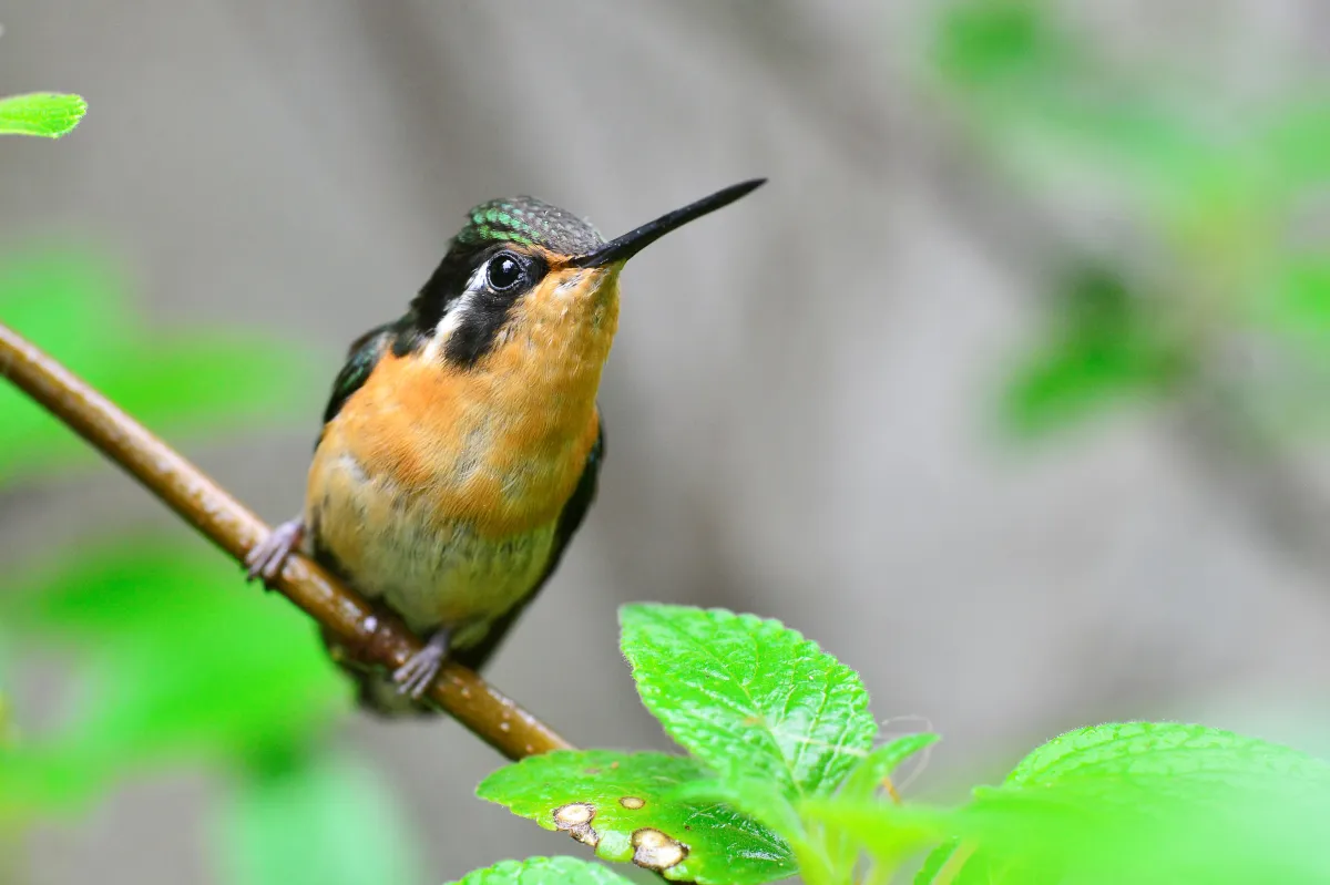Oiseau sauvage dans son milieu naturel — photographie d’Yvon JACQUES