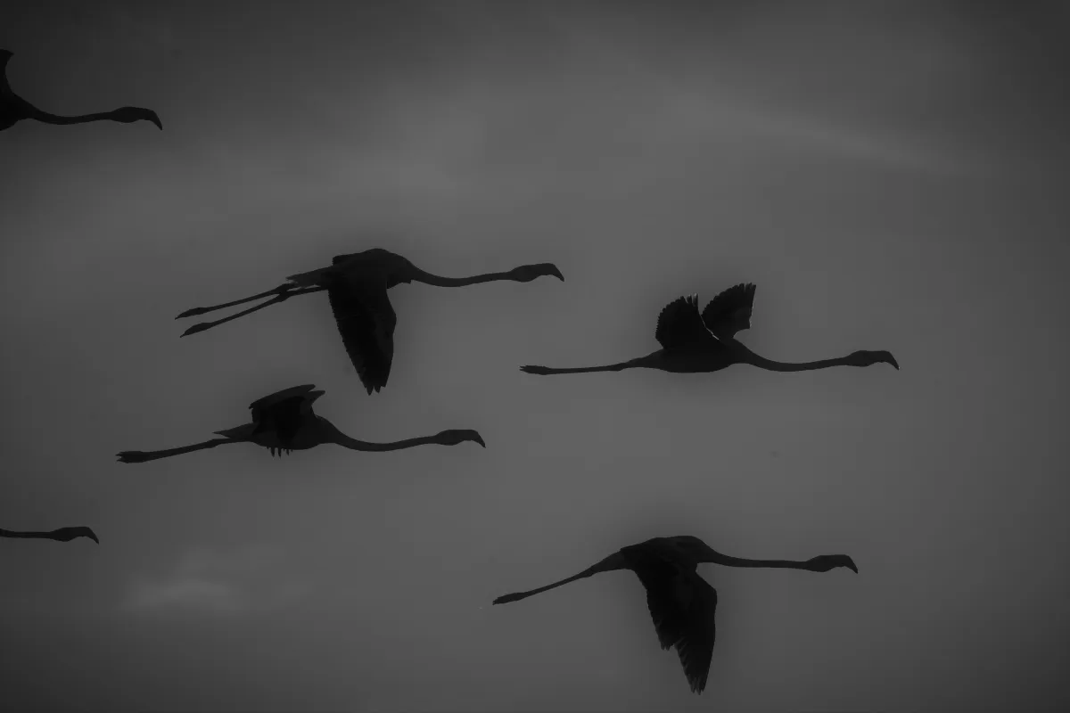 Flamant rose dans la lumière de Camargue — photographie d’Yvon JACQUES