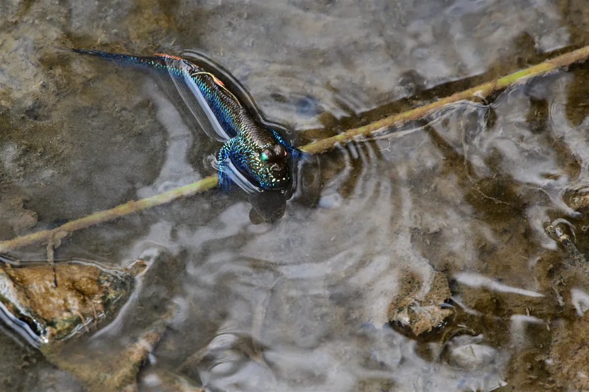 Périophtalme entre terre et eau — photographie d’Yvon JACQUES