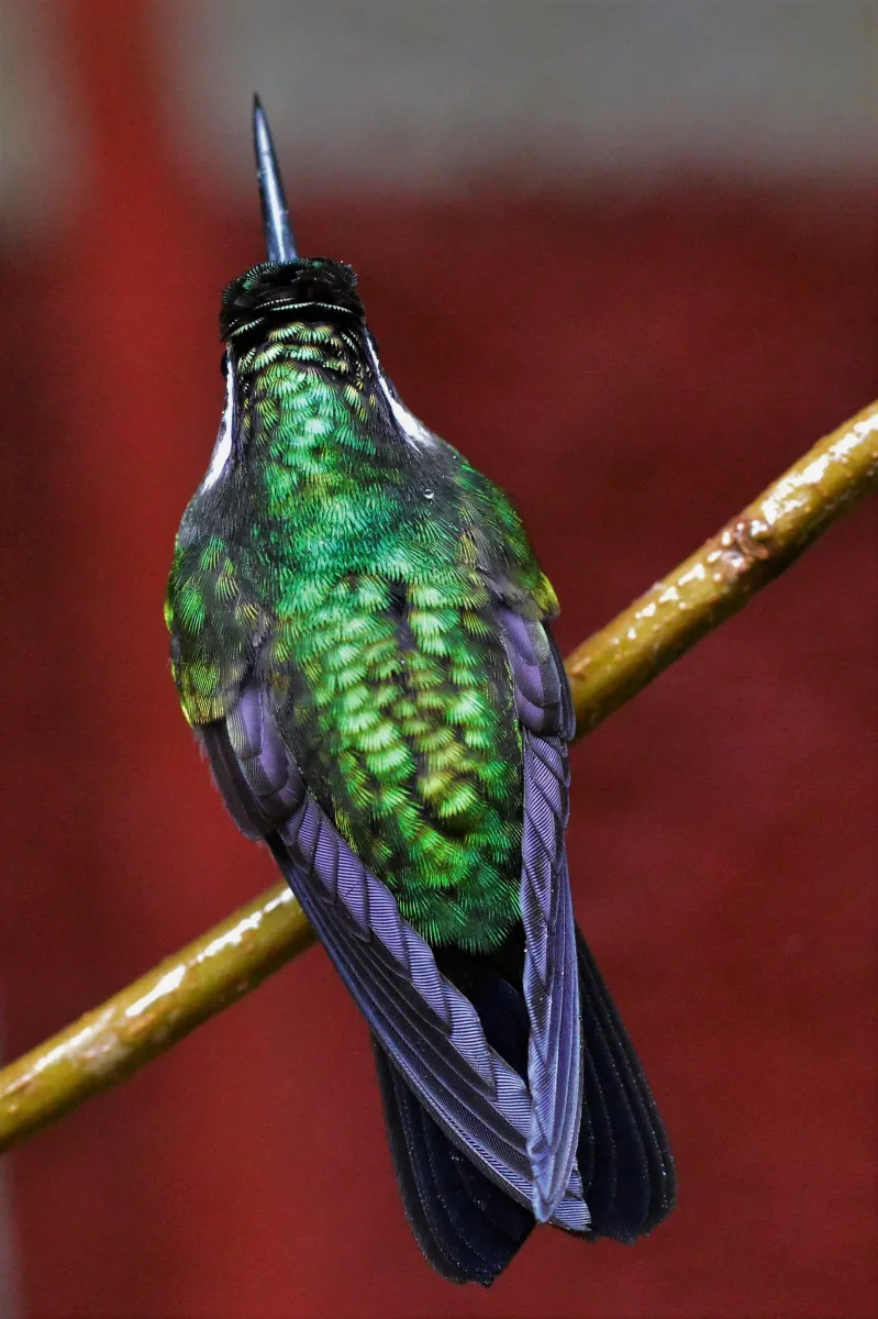 Oiseau sauvage dans son milieu naturel — photographie d’Yvon JACQUES