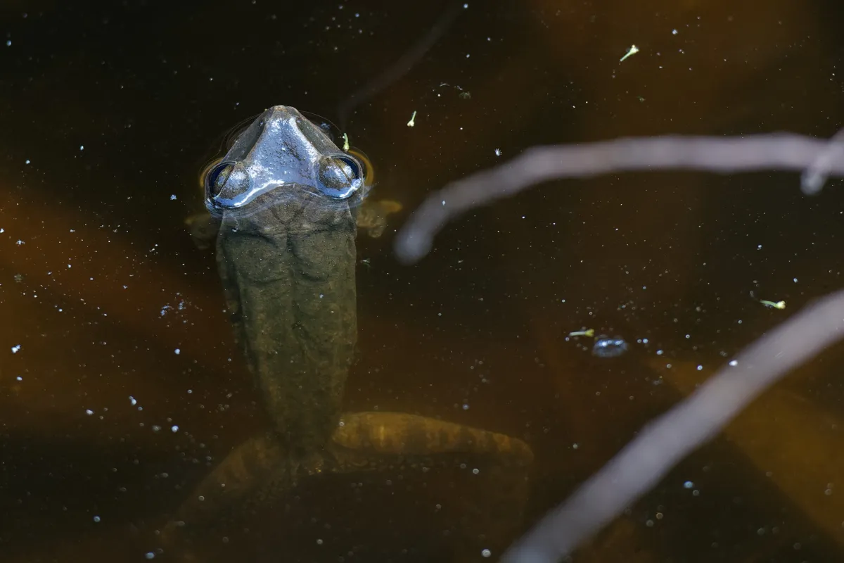 Grenouille, crapaud ou batracien à fleur d’eau — photographie d’Yvon JACQUES
