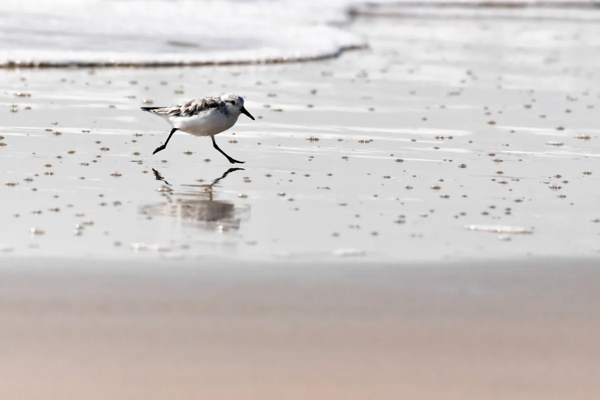 Oiseau sauvage dans son milieu naturel — photographie d’Yvon JACQUES