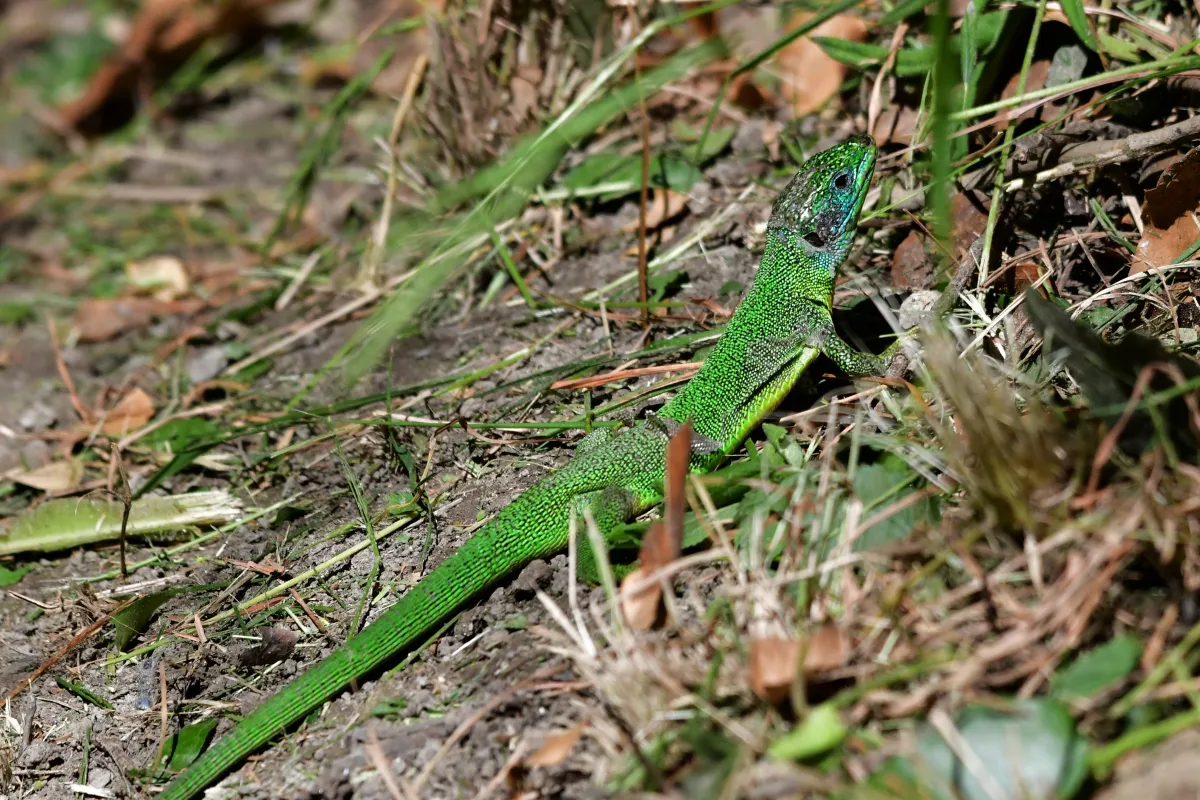 Lézard sauvage dans son habitat — photographie d’Yvon JACQUES