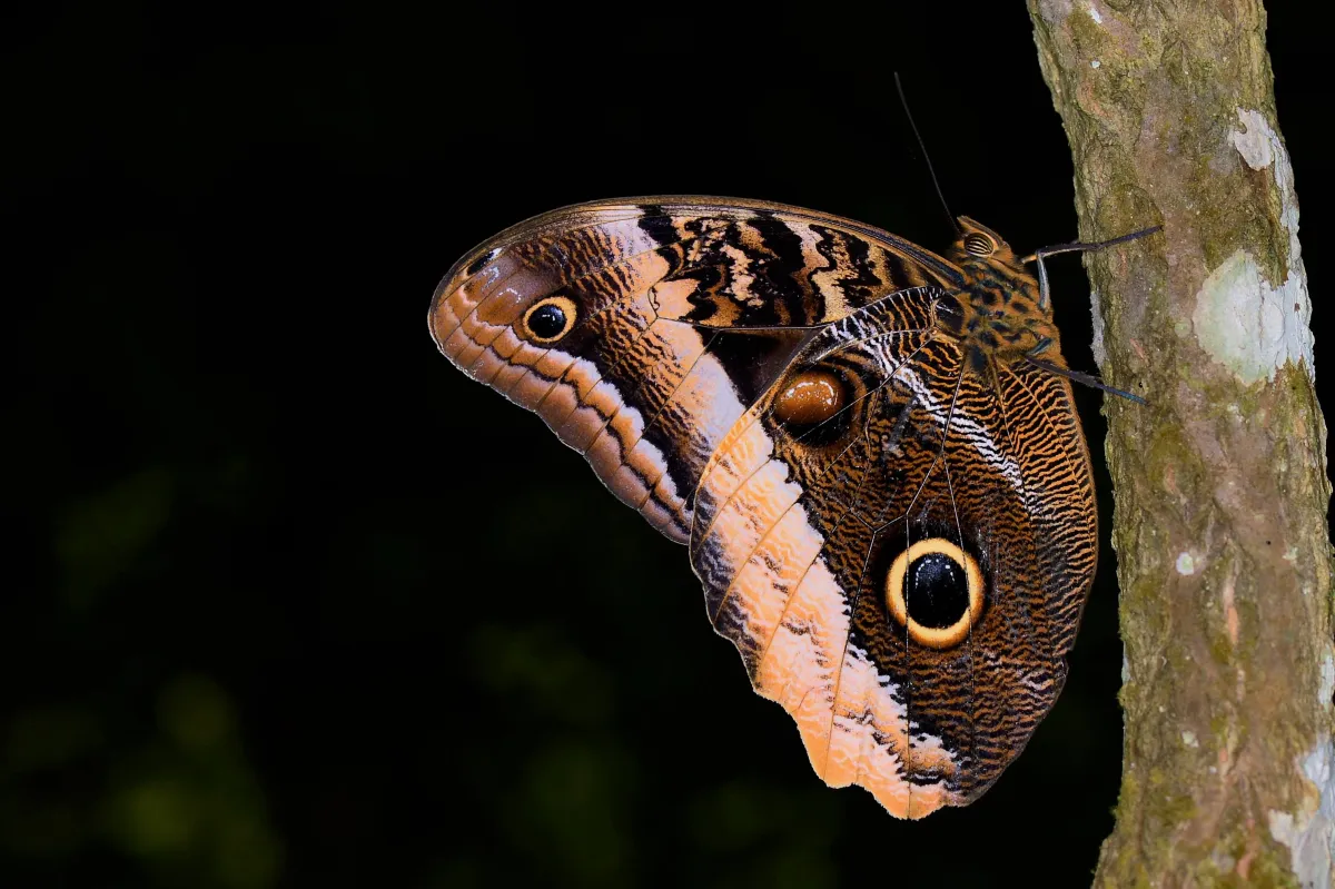 Papillon sauvage posé sur la végétation — photographie d’Yvon JACQUES