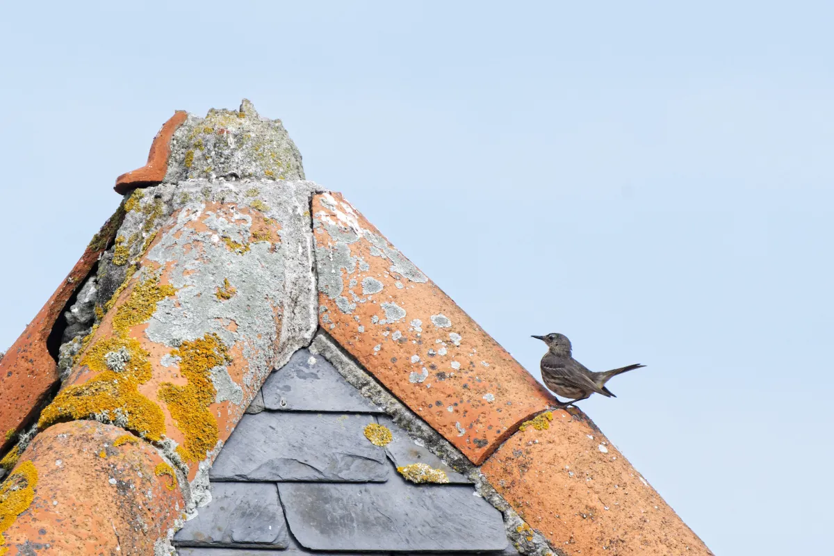 Oiseau sauvage dans son milieu naturel — photographie d’Yvon JACQUES