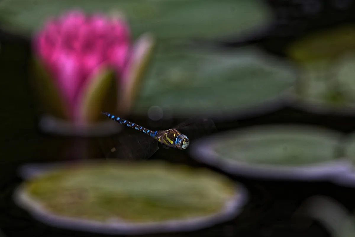 Libellule en vol, en ponte ou au repos — photographie d’Yvon JACQUES