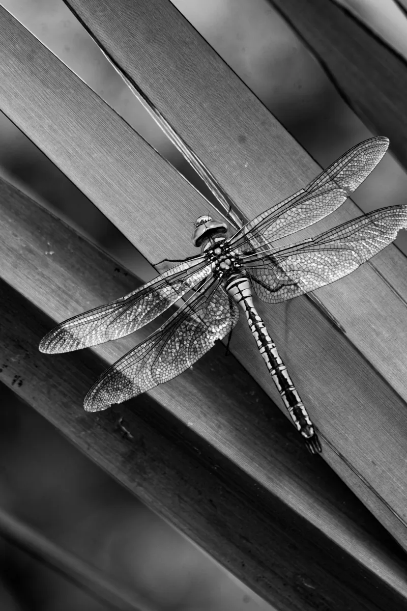 Photographie animalière artistique en high-key — photographie d’Yvon JACQUES