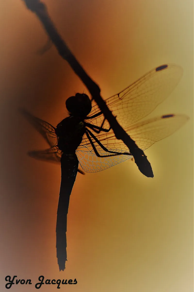 Photographie animalière artistique en high-key — photographie d’Yvon JACQUES