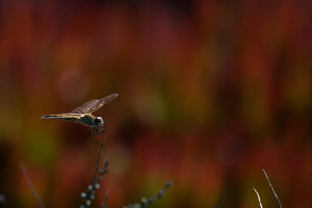 Photographie animalière artistique en high-key — photographie d’Yvon JACQUES
