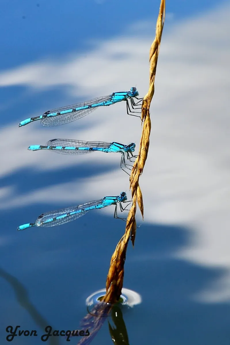 Photographie animalière artistique en high-key — photographie d’Yvon JACQUES