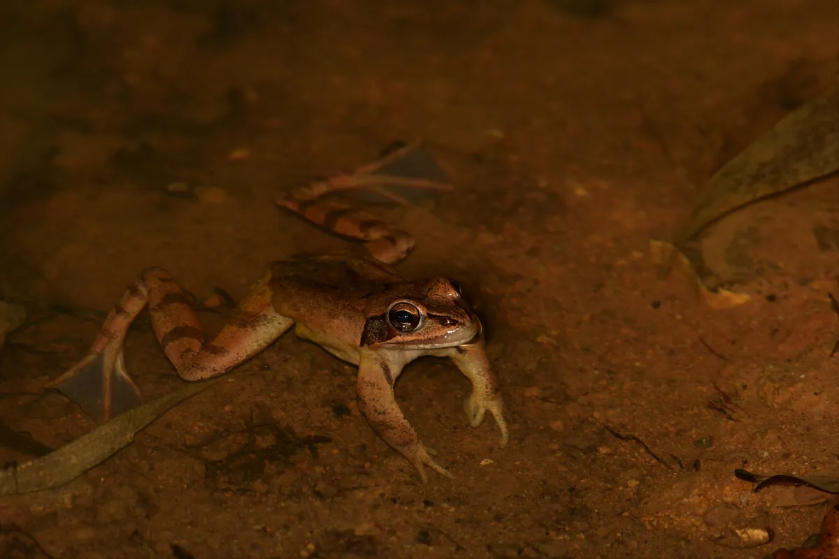 Grenouille, crapaud ou batracien à fleur d’eau — photographie d’Yvon JACQUES