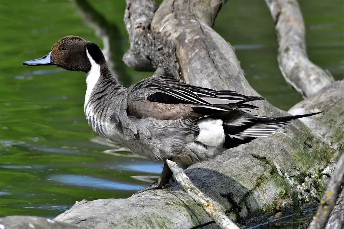 Oiseau sauvage dans son milieu naturel — photographie d’Yvon JACQUES