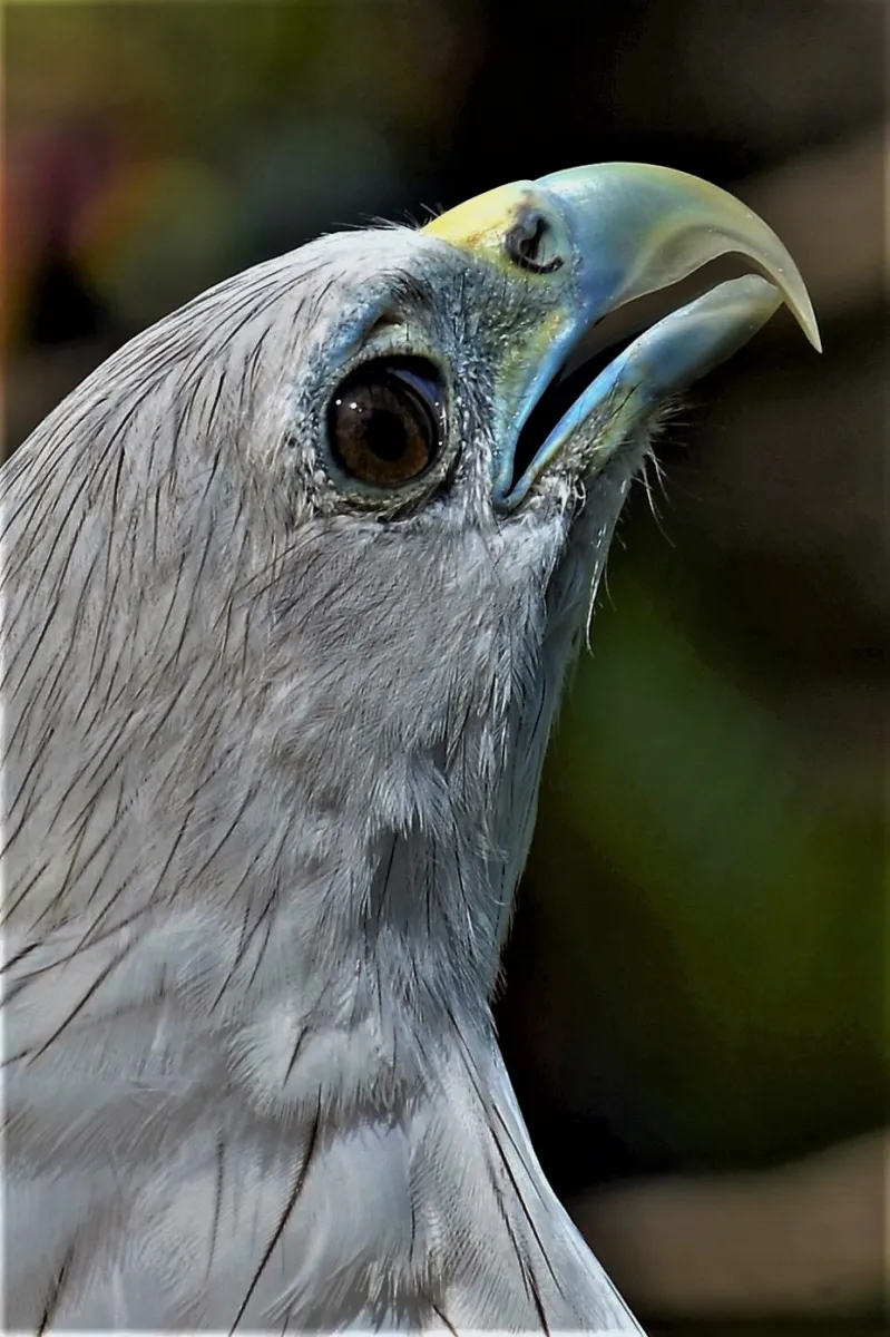 Oiseau sauvage dans son milieu naturel — photographie d’Yvon JACQUES