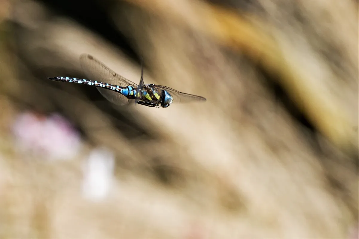 Libellule en vol, en ponte ou au repos — photographie d’Yvon JACQUES