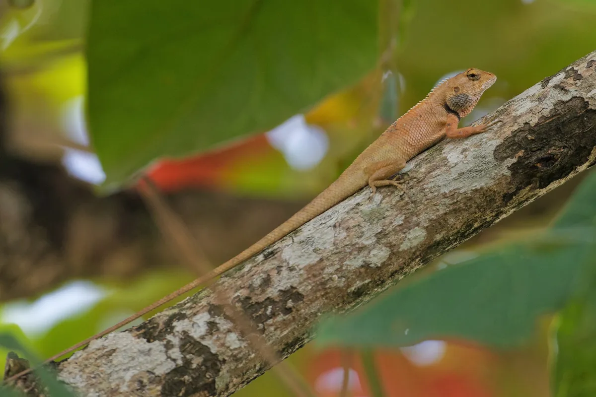 Lézard sauvage dans son habitat — photographie d’Yvon JACQUES