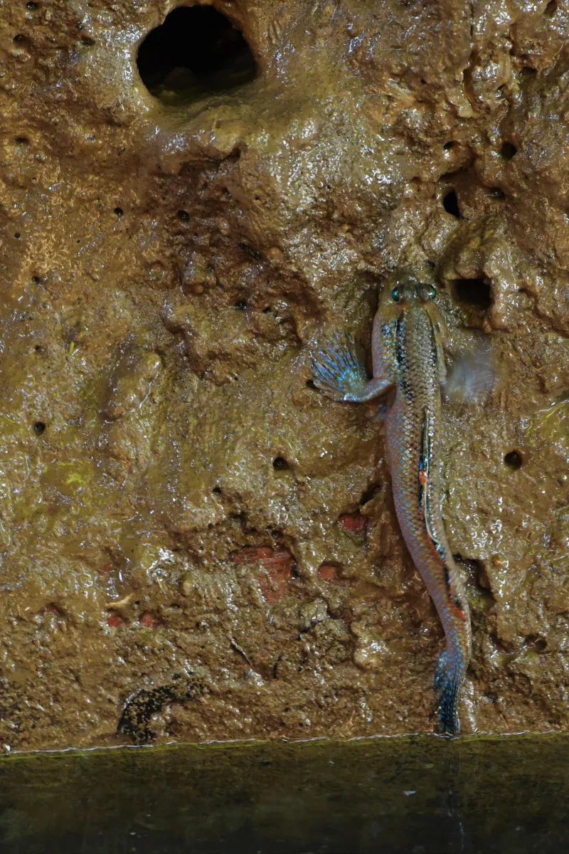 Périophtalme entre terre et eau — photographie d’Yvon JACQUES