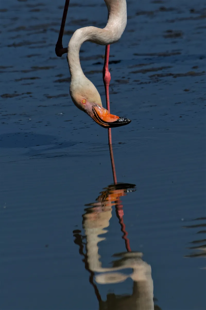 Flamant rose dans la lumière de Camargue — photographie d’Yvon JACQUES