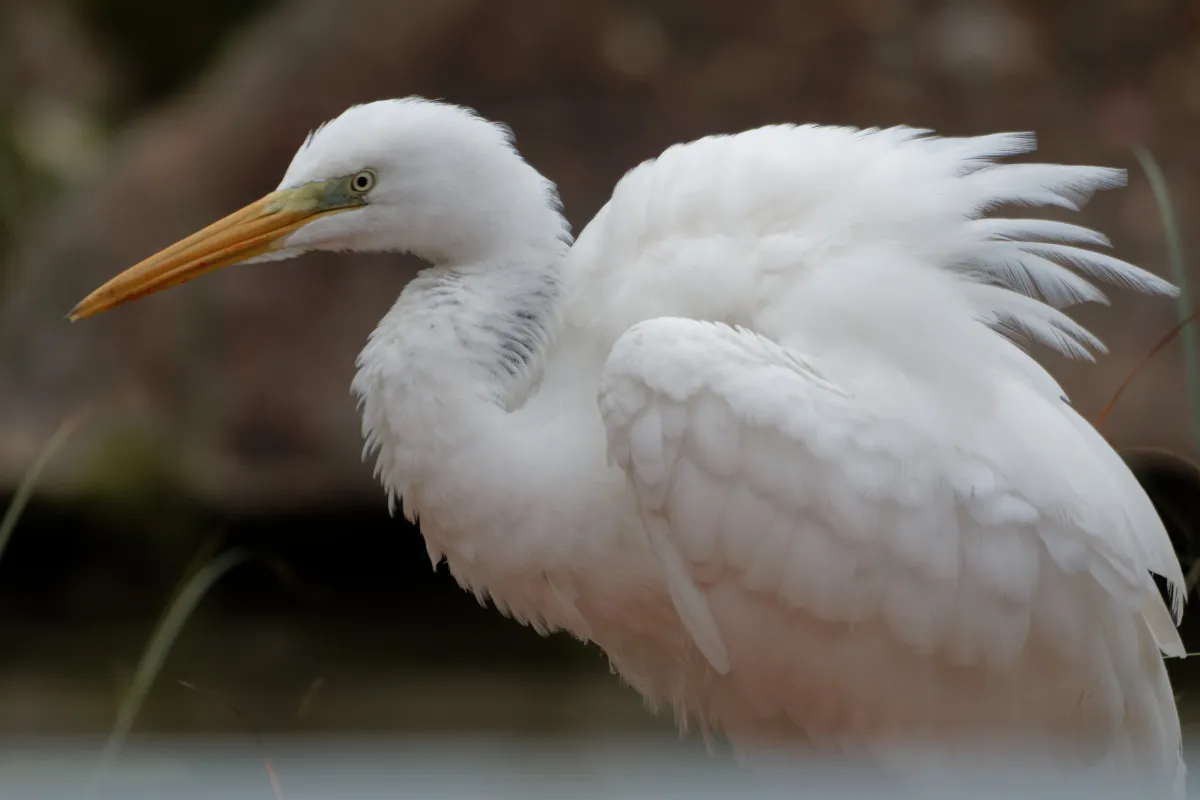 Oiseau sauvage au bec remarquable — photographie d’Yvon JACQUES