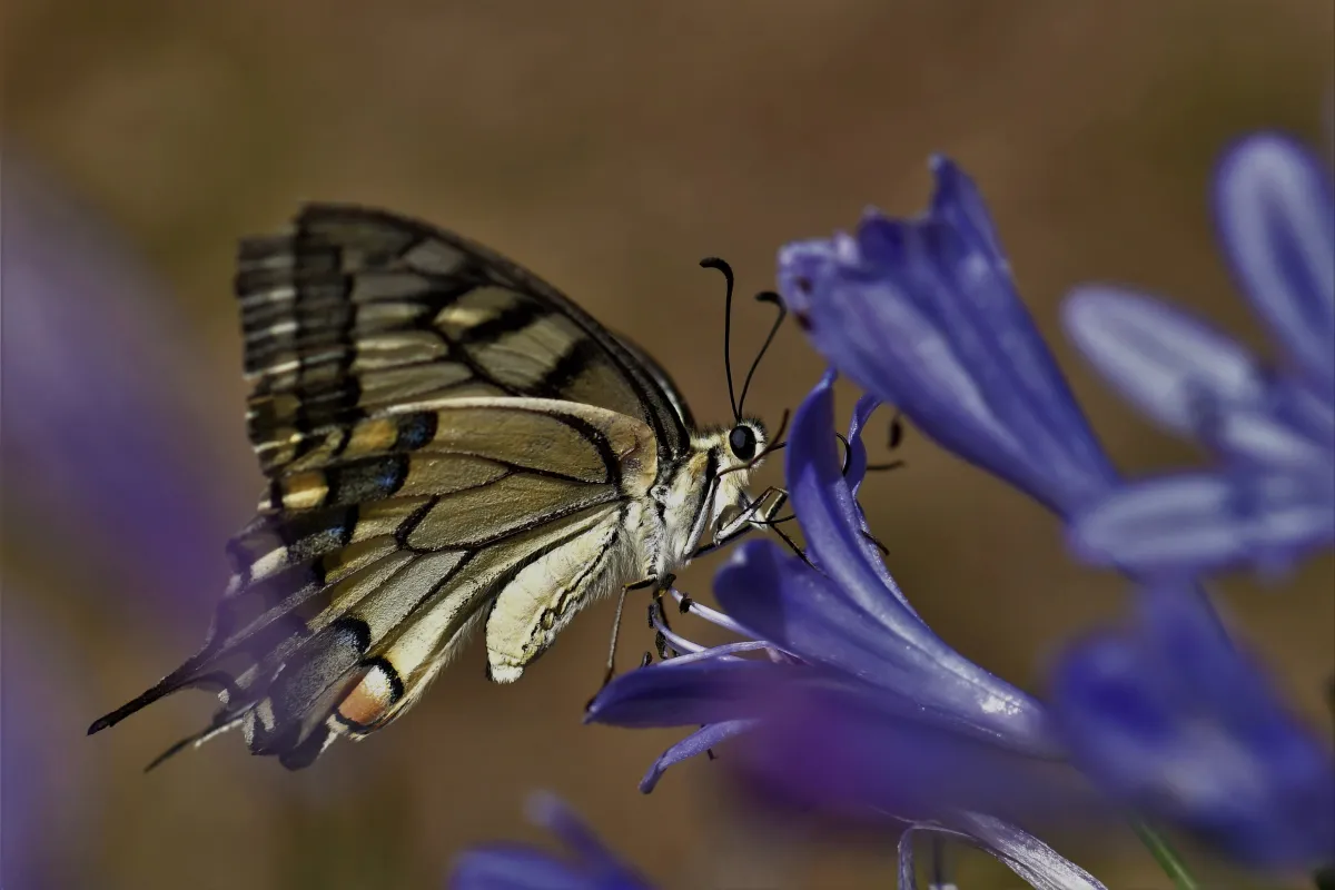 Papillon sauvage posé sur la végétation — photographie d’Yvon JACQUES