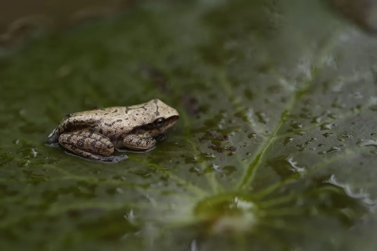Grenouille, crapaud ou batracien à fleur d’eau — photographie d’Yvon JACQUES