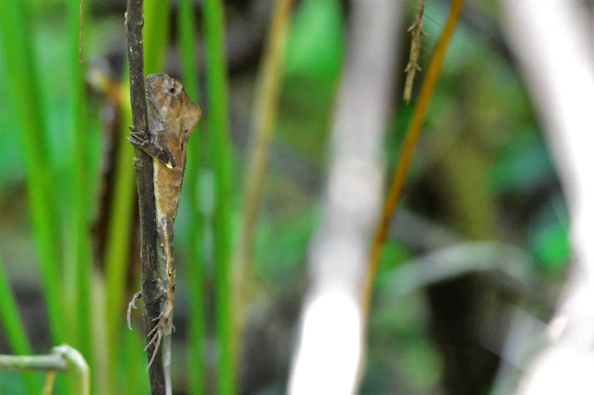 Lézard sauvage dans son habitat — photographie d’Yvon JACQUES