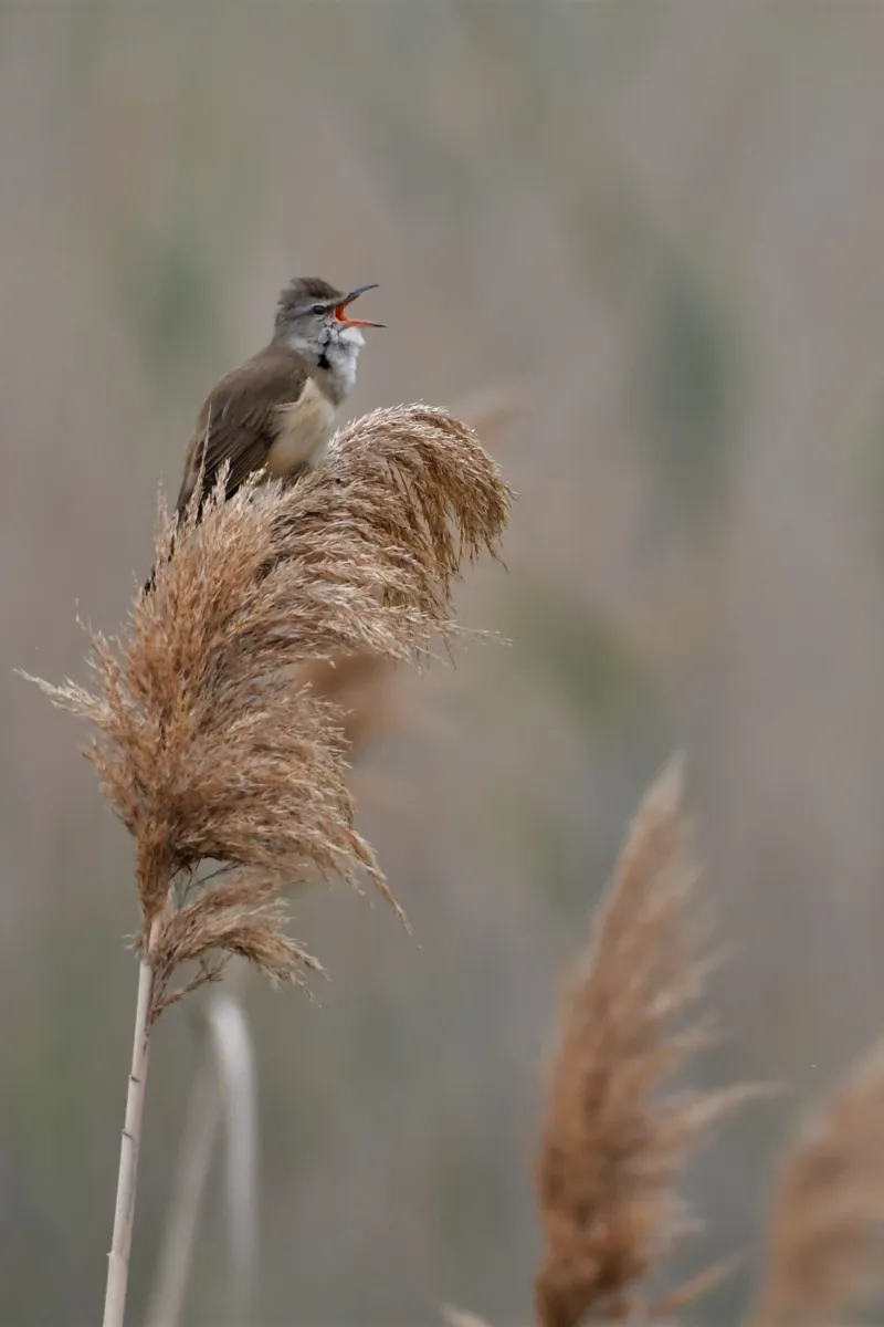 Oiseau sauvage dans son milieu naturel — photographie d’Yvon JACQUES