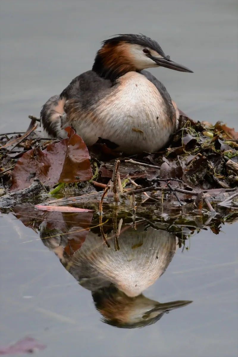 Oiseau sauvage dans son milieu naturel — photographie d’Yvon JACQUES