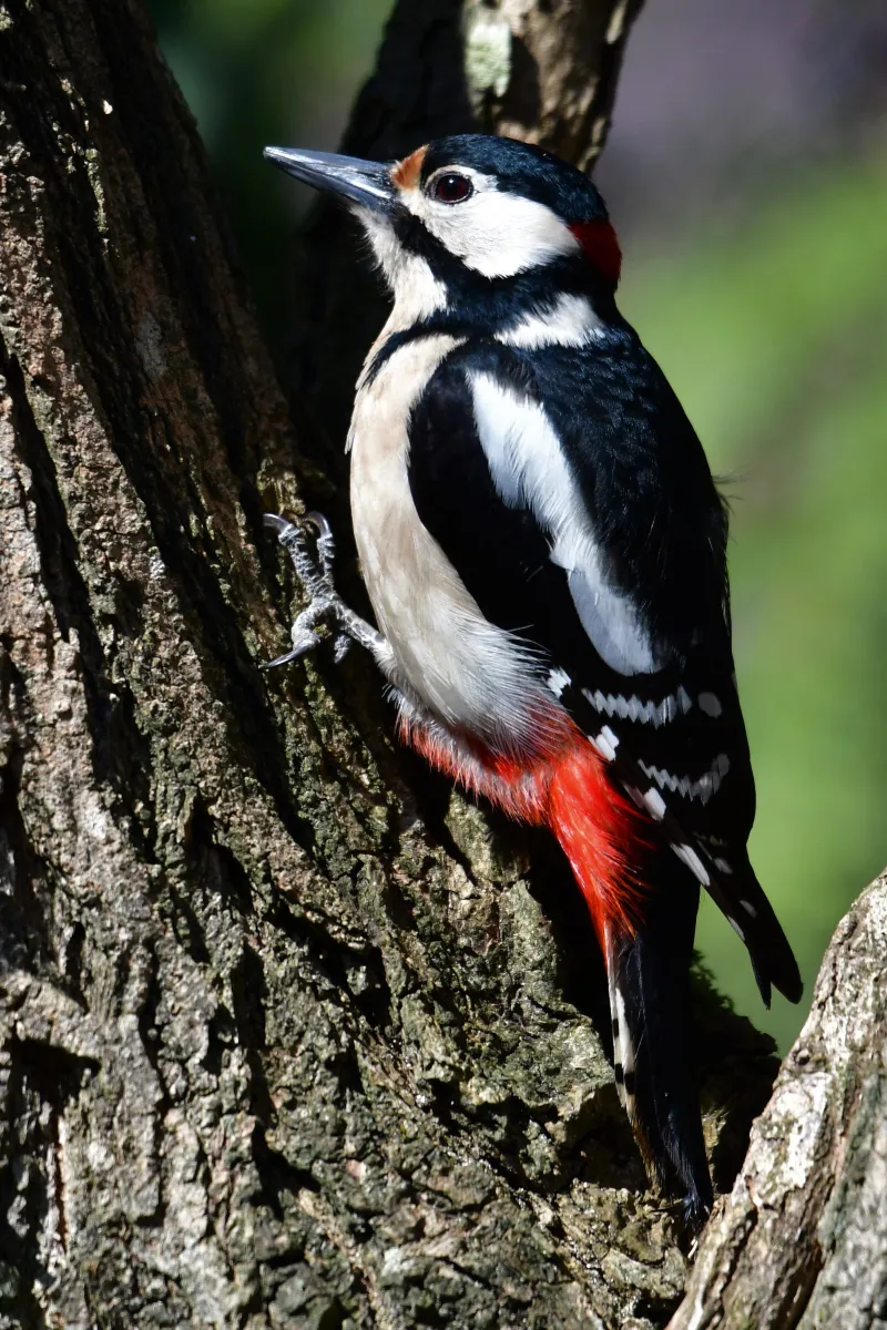 Pic photographié sur un arbre — photographie d’Yvon JACQUES