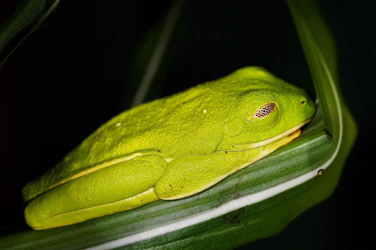 Grenouille, crapaud ou batracien à fleur d’eau — photographie d’Yvon JACQUES