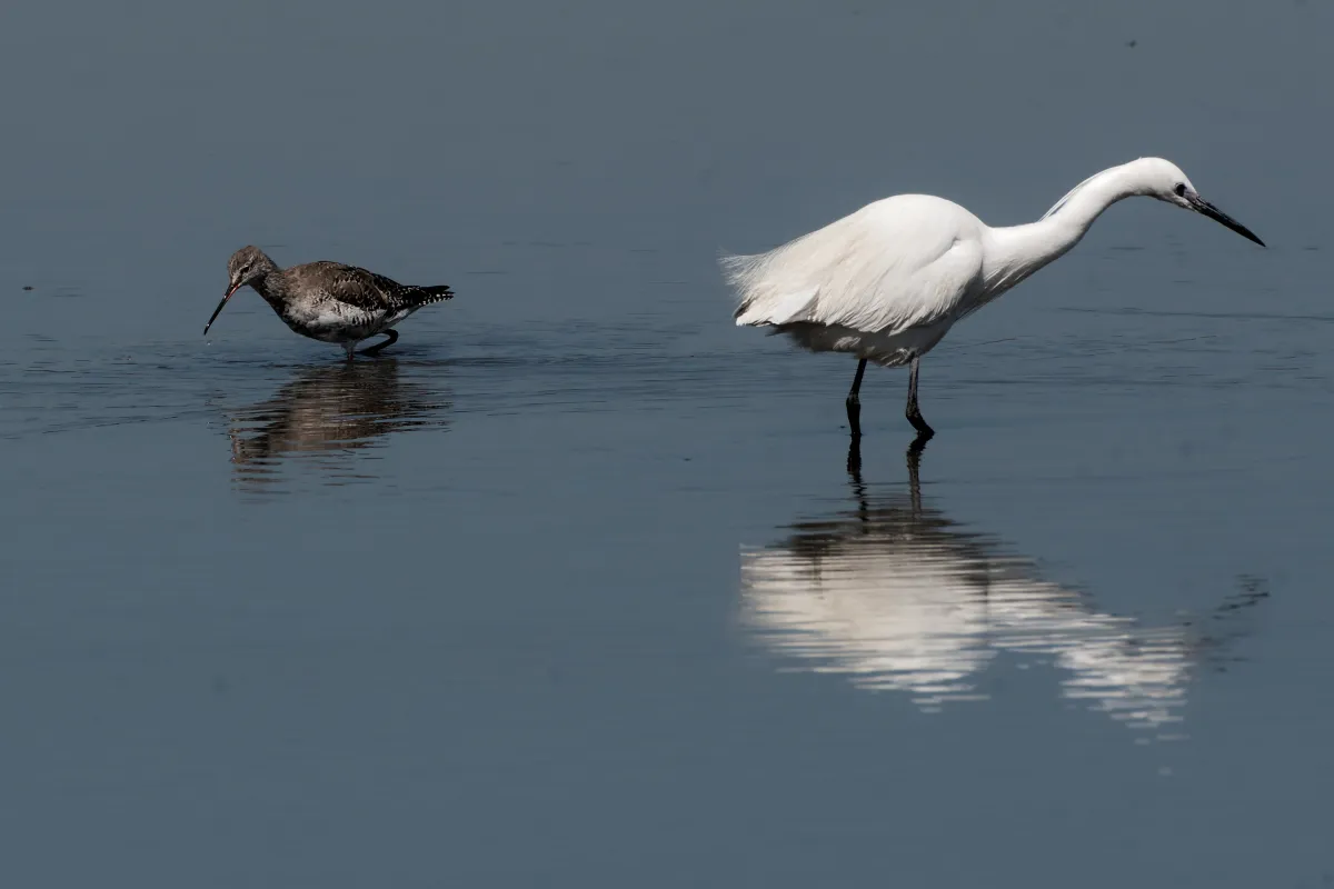 Oiseau sauvage dans son milieu naturel — photographie d’Yvon JACQUES
