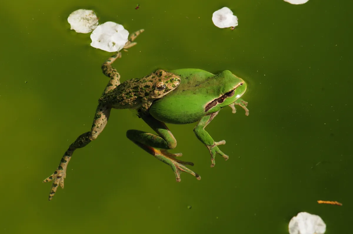 Grenouille, crapaud ou batracien à fleur d’eau — photographie d’Yvon JACQUES