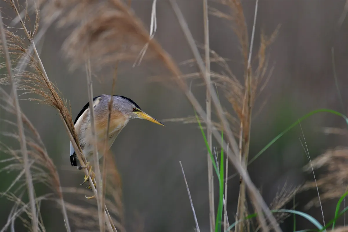 Oiseau sauvage au bec remarquable — photographie d’Yvon JACQUES