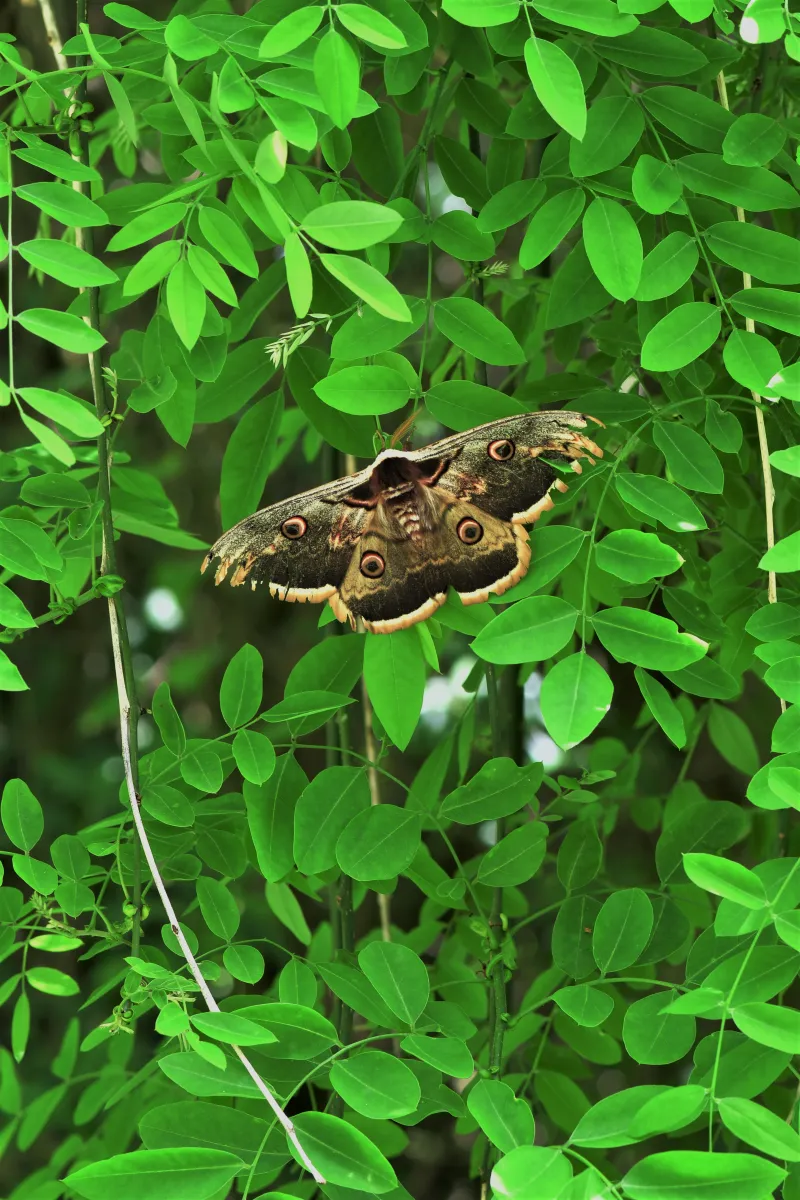 Papillon sauvage posé sur la végétation — photographie d’Yvon JACQUES