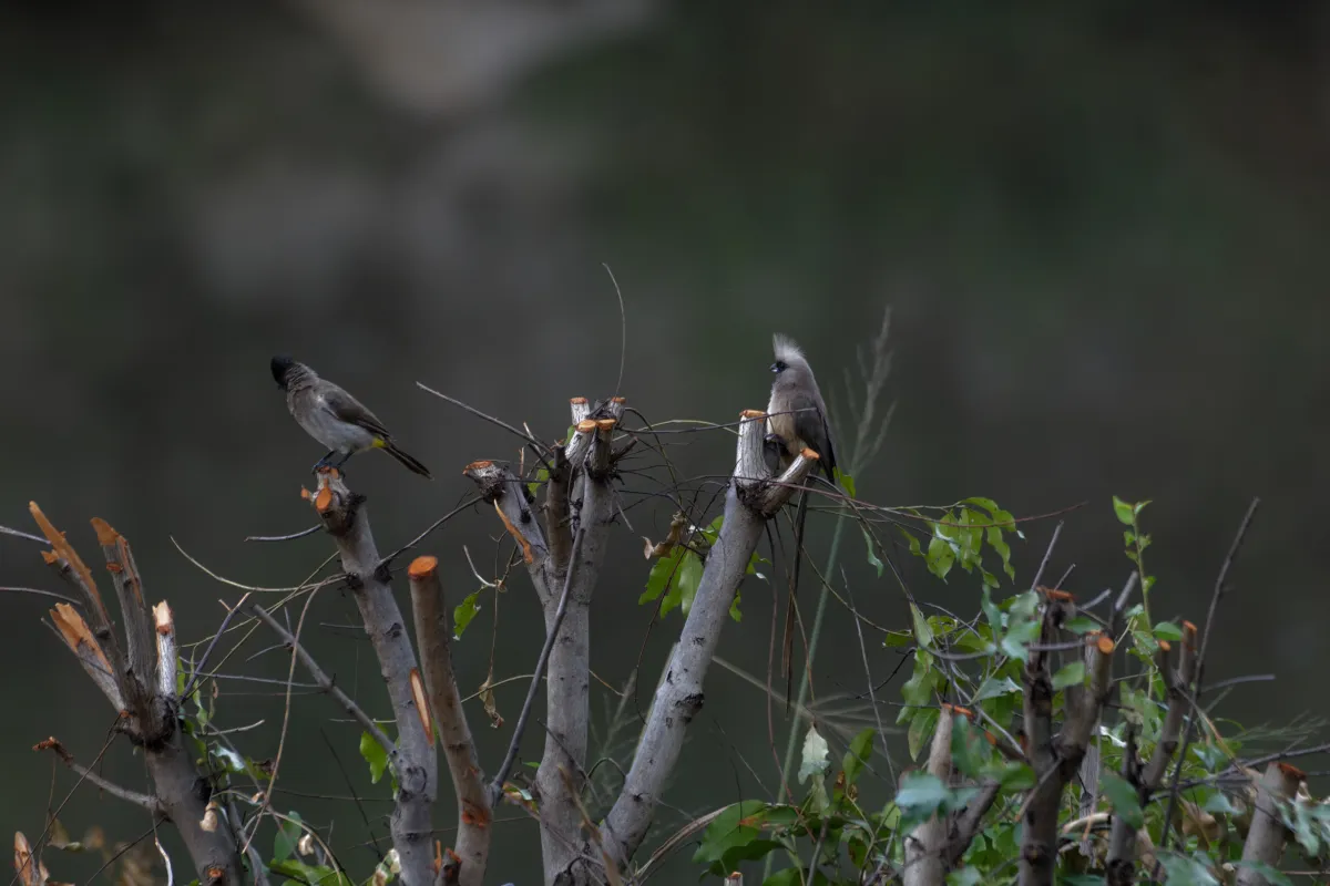 Faune, paysage ou rencontre en Afrique du Sud — photographie d’Yvon JACQUES