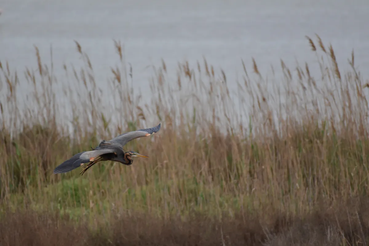 Oiseau sauvage au bec remarquable — photographie d’Yvon JACQUES