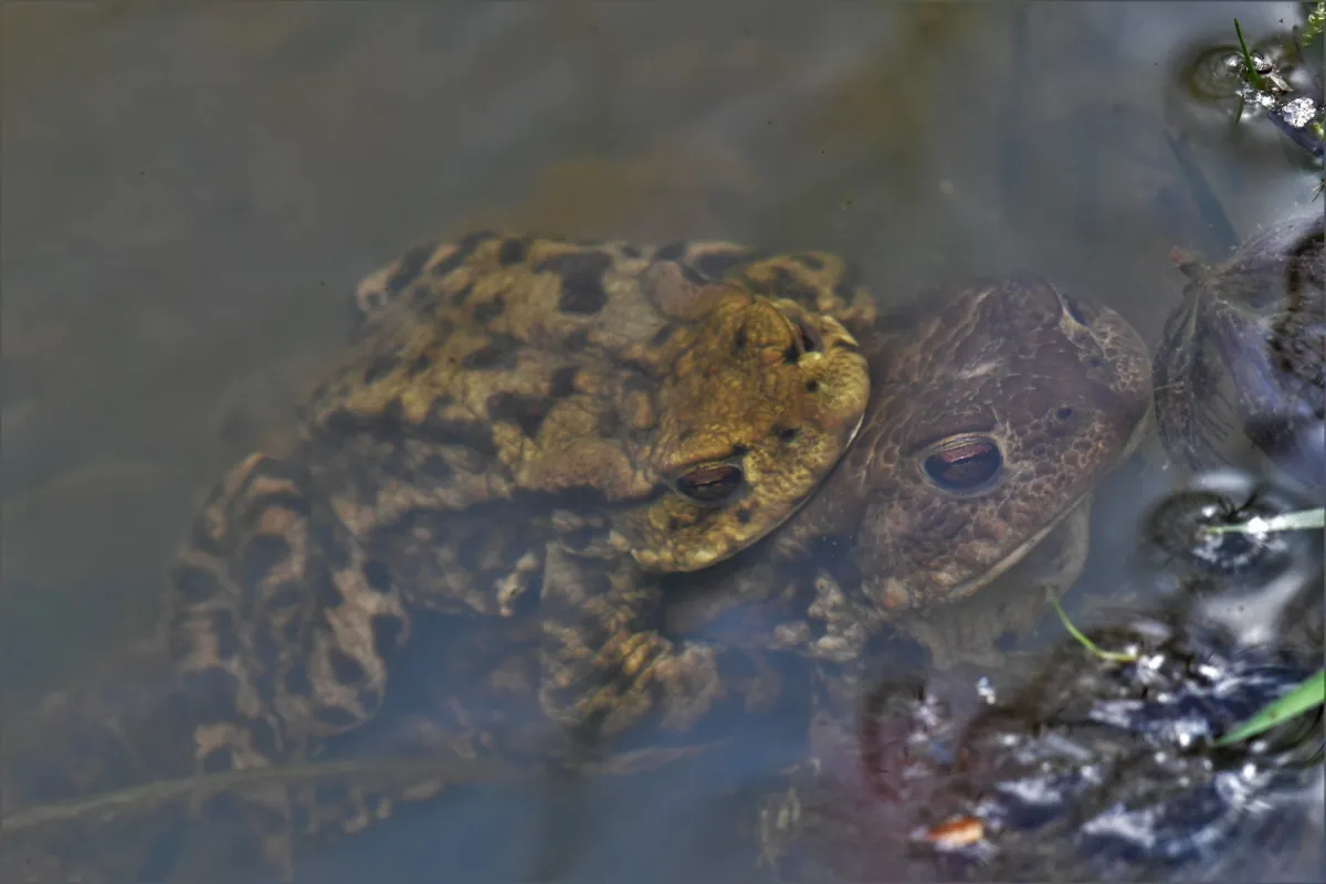 Grenouille, crapaud ou batracien à fleur d’eau — photographie d’Yvon JACQUES