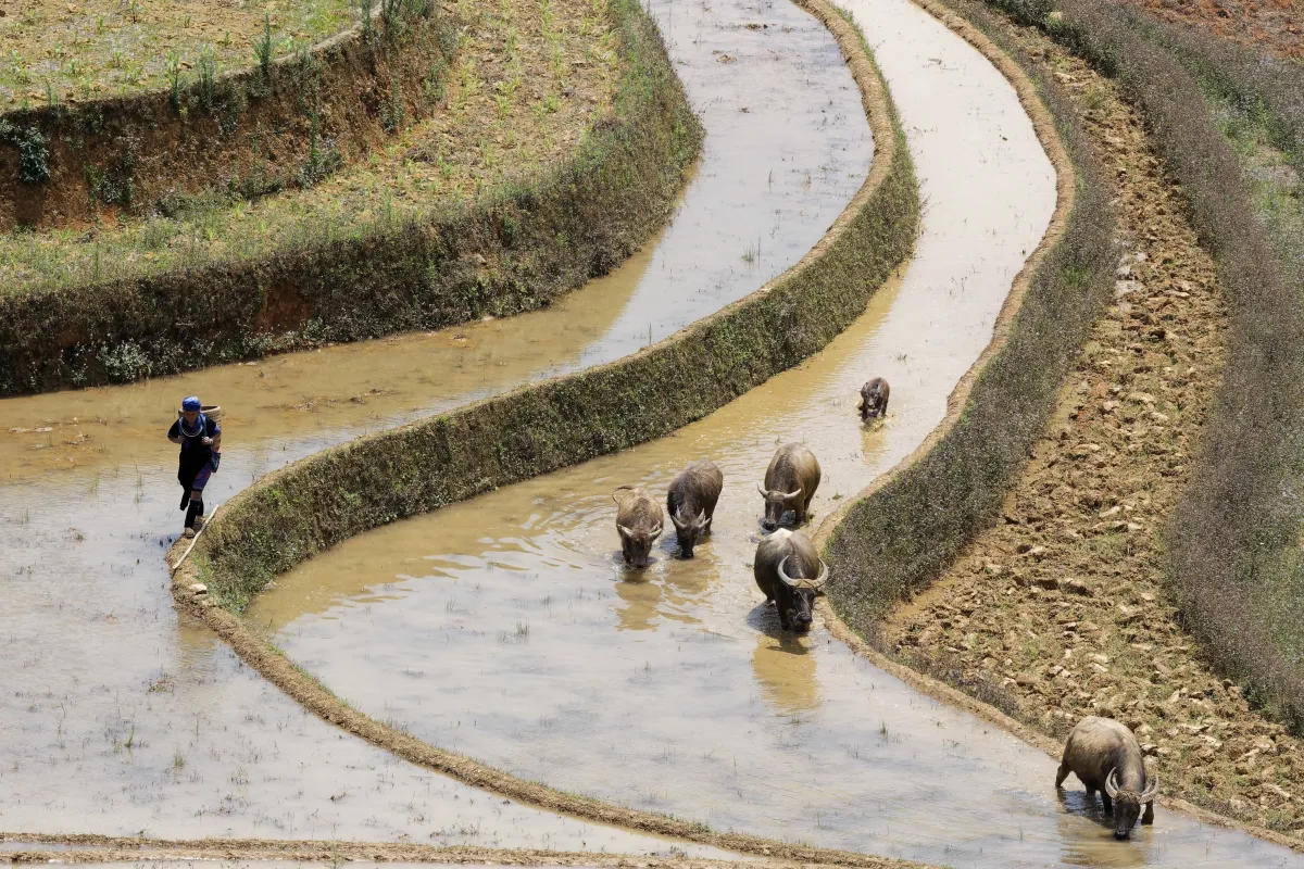Paysage, scène de vie ou rencontre photographiée au Vietnam — photographie d’Yvon JACQUES