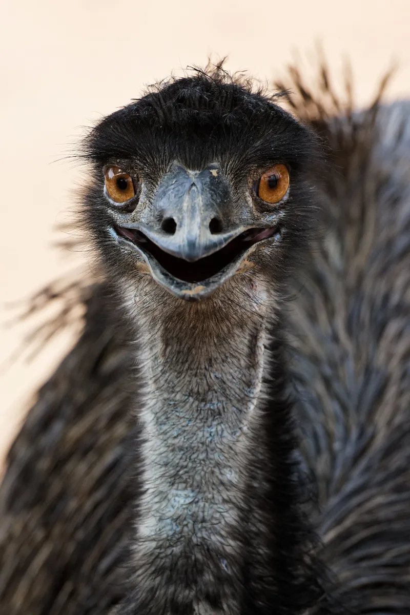 Faune, paysage ou rencontre en Afrique du Sud — photographie d’Yvon JACQUES